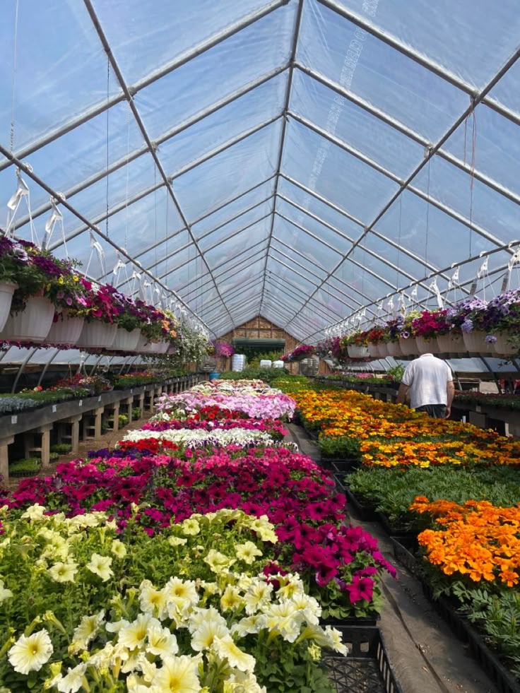 Colorful flowering plants arranged in rows inside a greenhouse at a Wholsale Nursery in Gajraula.
