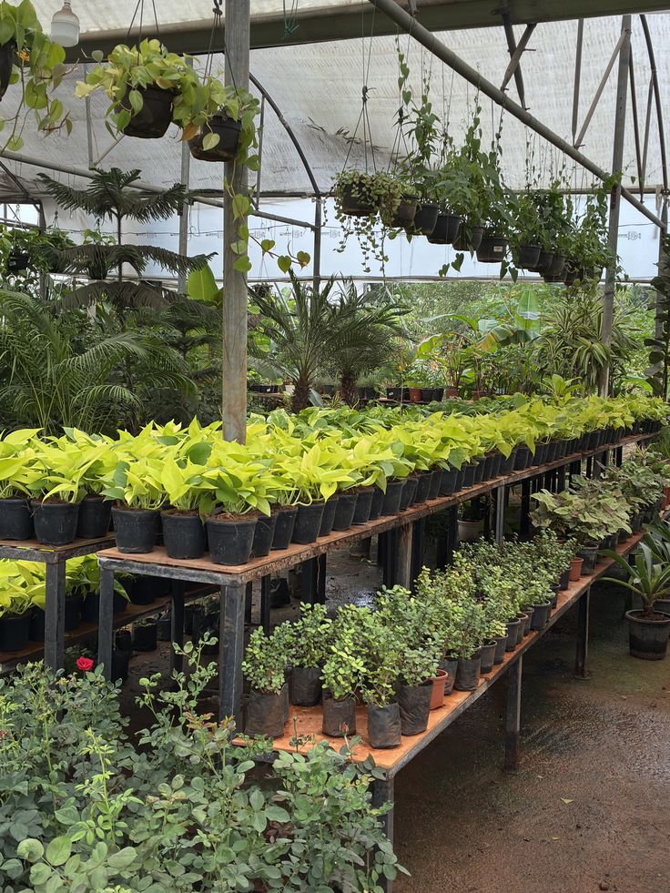 Variety of healthy green plants neatly arranged in pots inside a greenhouse at a famous nursery in Gajraula.