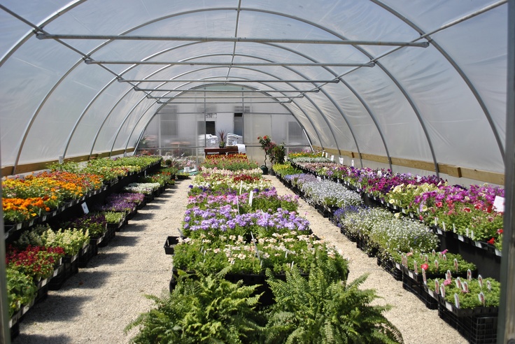 Colorful flowering plants and greenery inside a greenhouse at Daniya Nursery – Famous Nursery in Uttar Pradesh offering premium plants and landscaping services.
