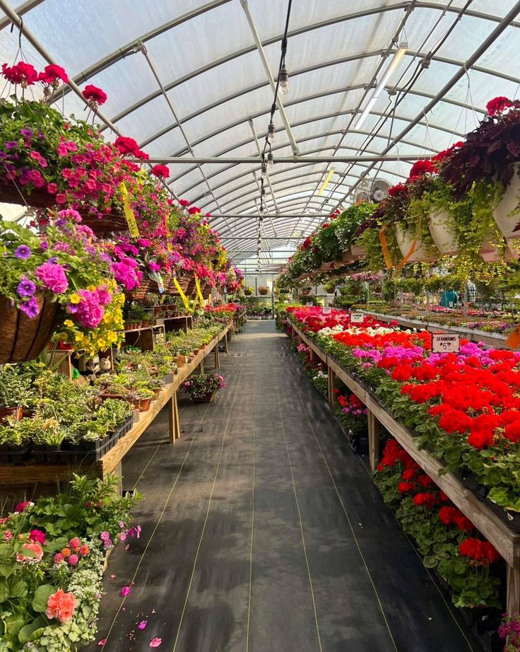 Flower plants & nursery in Uttar Pradesh with vibrant blooms