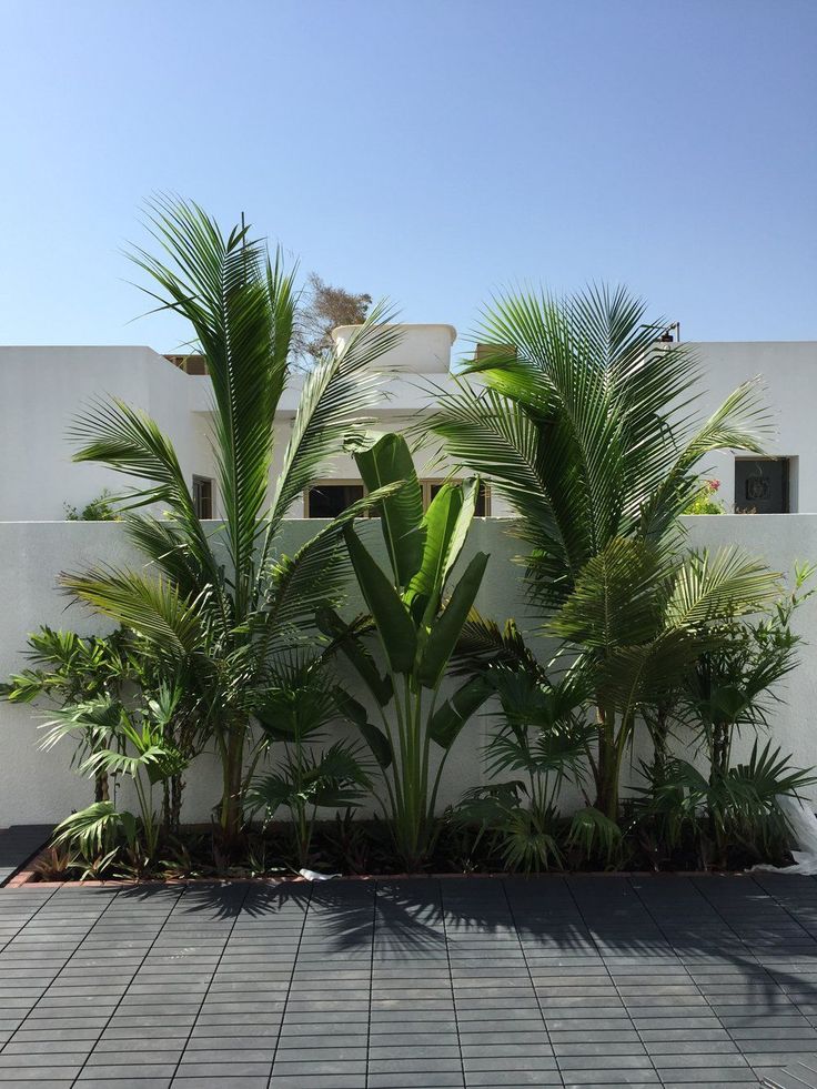 Beautiful modern garden designed by a professional landscaper in Uttar Pradesh with lush green palm plants and clean outdoor flooring.