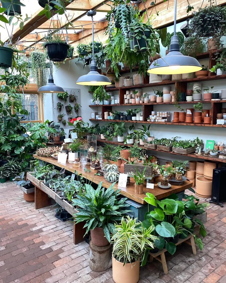 Nursery in Noida plant collection