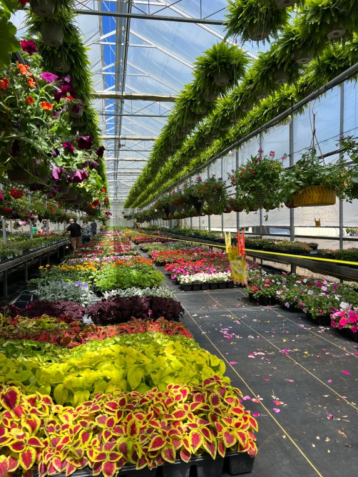 Nursery in Greater Noida with fresh plants – Daniya Nursery