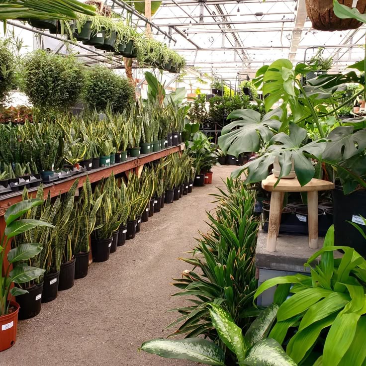 Indoor view of a well-organized Plants Nursery in Gajraula showcasing a variety of healthy green plants arranged neatly in rows.