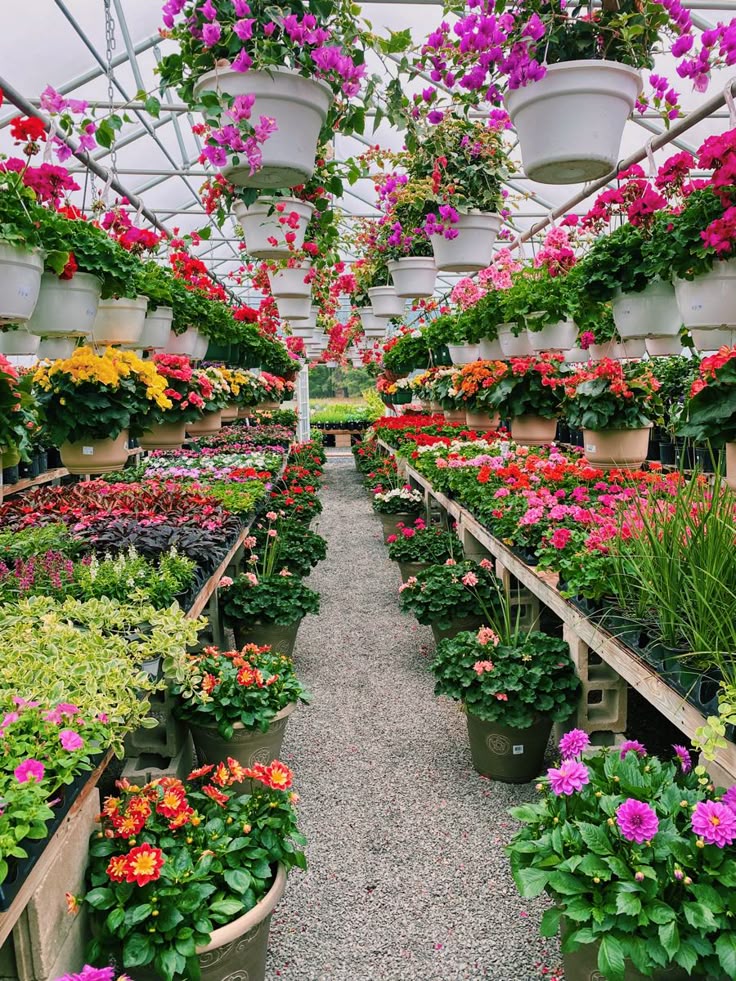 Beautiful collection of colorful flowering plants at a plants nursery in Uttar Pradesh, showcasing vibrant indoor and outdoor varieties in a greenhouse setting.