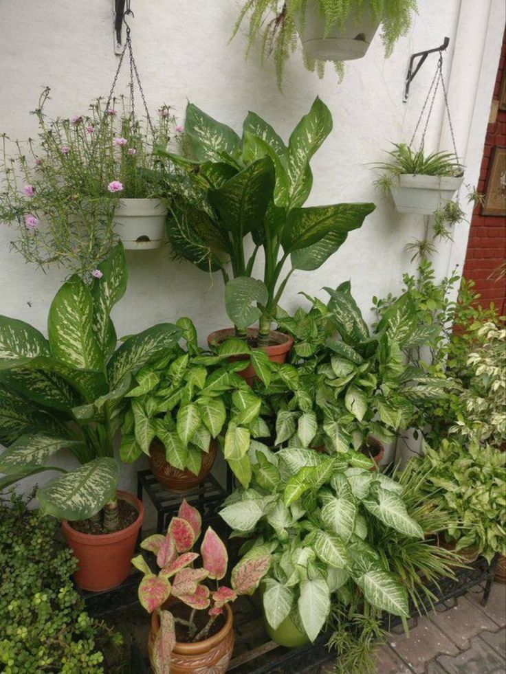Beautiful collection of indoor and outdoor potted plants displayed by the top plants company in Gajraula, showcasing lush green foliage and healthy growth.