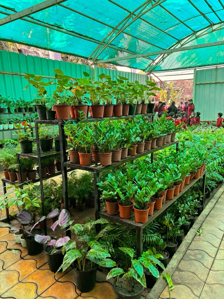 Nursery plants collection by top plants company in Delhi
