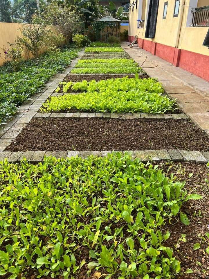 Top Plants Company in Greater Noida