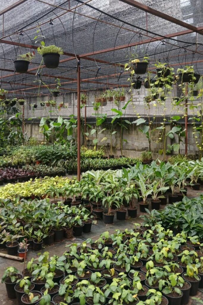 Healthy indoor plants at wholesale nursery in Delhi