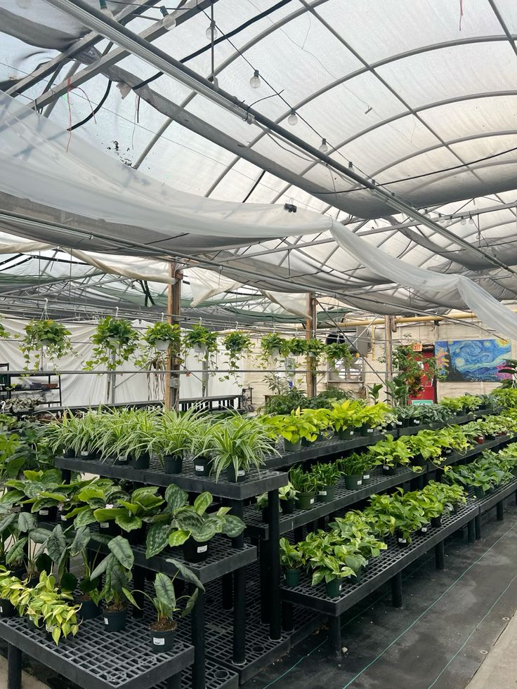 Wholesale Nursery in Rajasthan – Healthy Flowering Plants