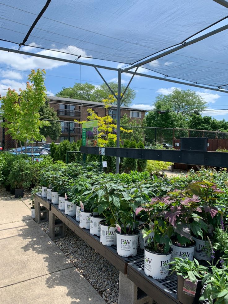 Wholesale Plant in Delhi – Healthy indoor and outdoor plants