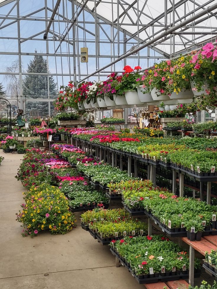 Fresh and healthy wholesale plants in Gajraula neatly arranged in a nursery, ready for bulk supply and landscaping projects.