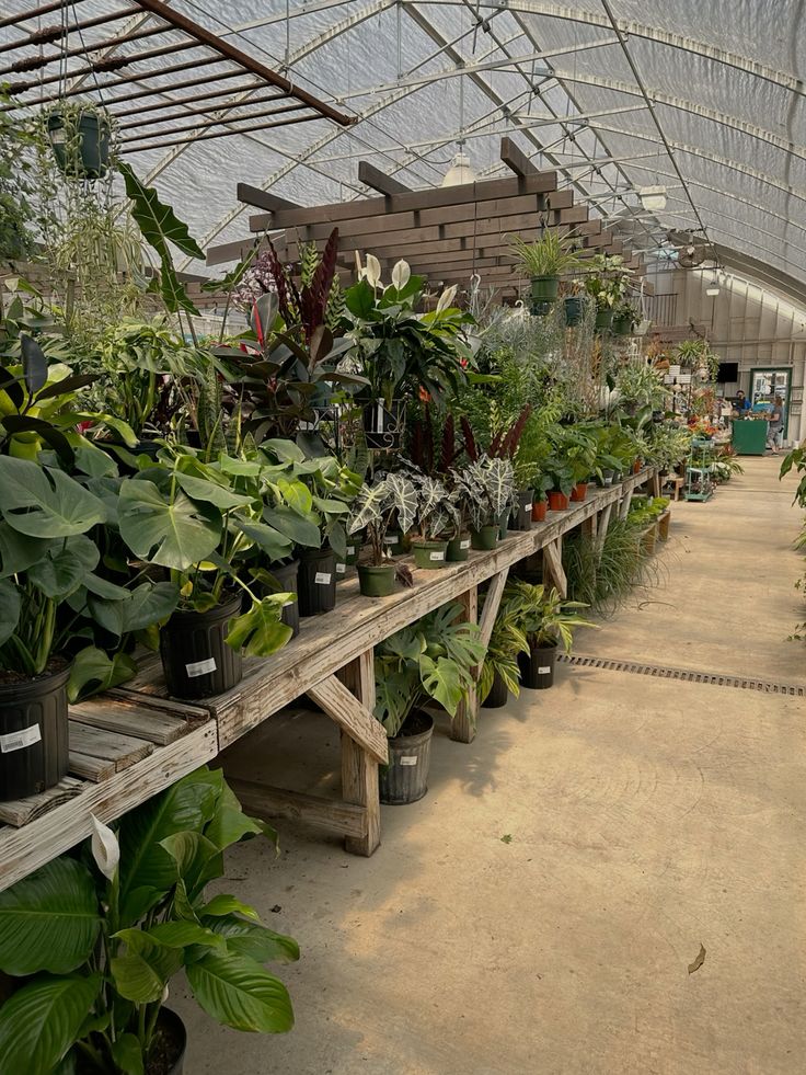 Wholesale Plant Company in Delhi nursery plants display